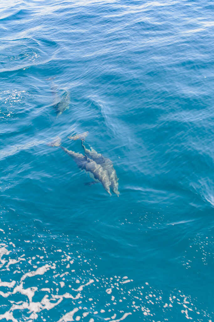 A pod of dolphins swim just beneath the surface of the water