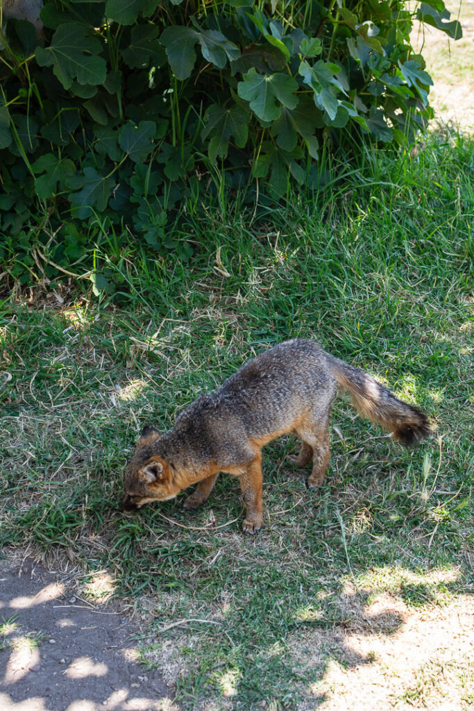 Island fox at Channel Islands National Park