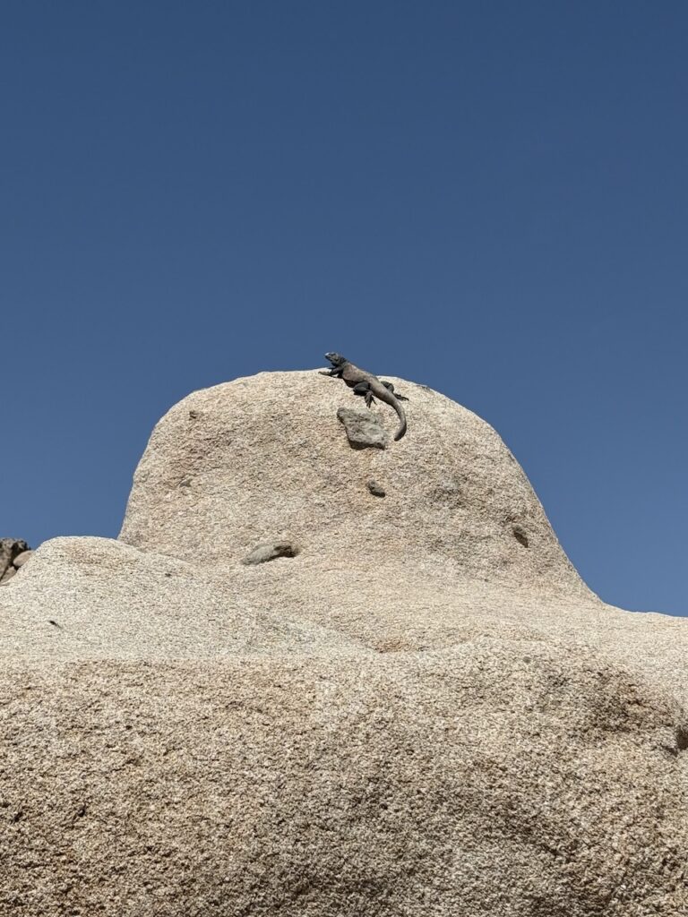 A lizard basking on top of a smooth granite boulder against a blue sky in Joshua Tree National Park